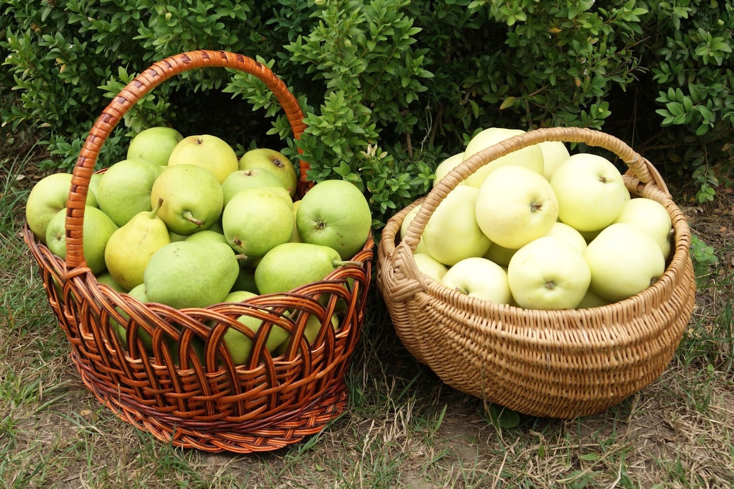 Антоновские яблоки в саду